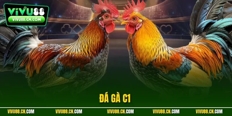 Đá gà C1