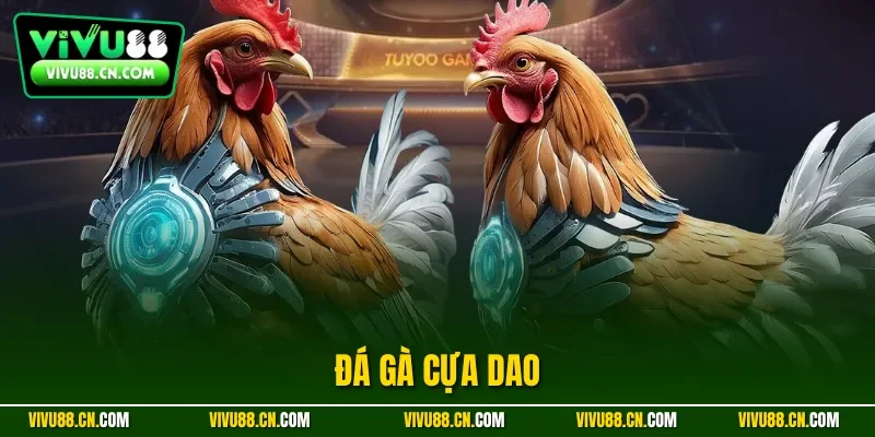 Đá gà cựa dao