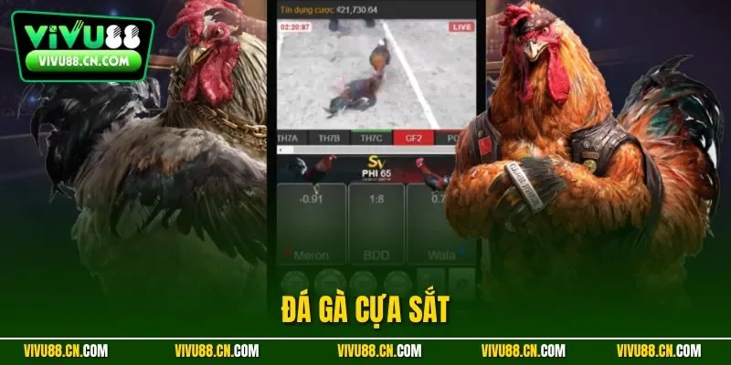 Đá gà cựa sắt