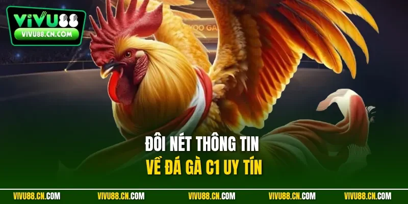 Đôi nét thông tin về đá gà C1 uy tín