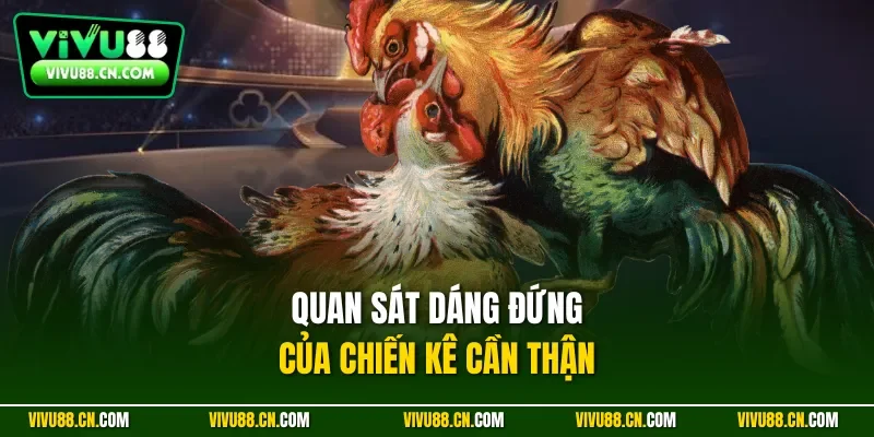 Quan sát dáng đứng của chiến kê cần thận