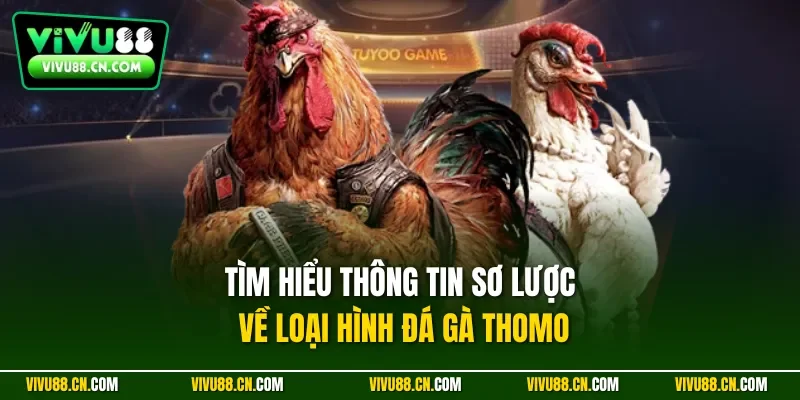 Tìm hiểu thông tin sơ lược về loại hình đá gà Thomo