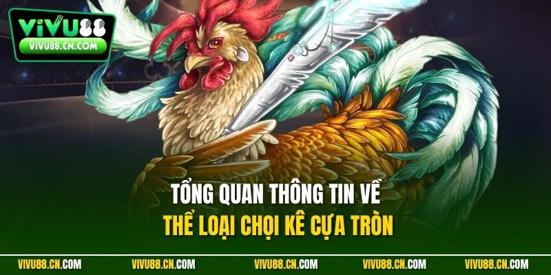 Tổng quan thông tin về thể loại chọi kê cựa tròn